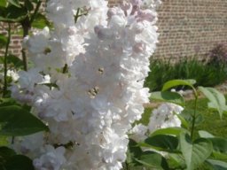 fleur_variee_20211127_1044934505